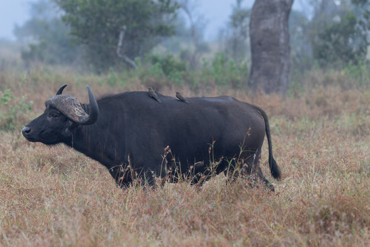 Cape Buffalo with Oxpeckers