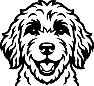 australian labradoodle