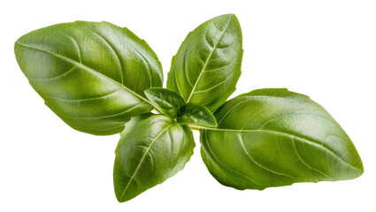 Fresh green basil leaves with visible veins © Solene