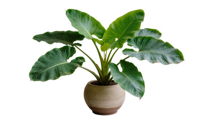 Large green philodendron plant in a beige ceramic pot, isolated on transparent background © Iura