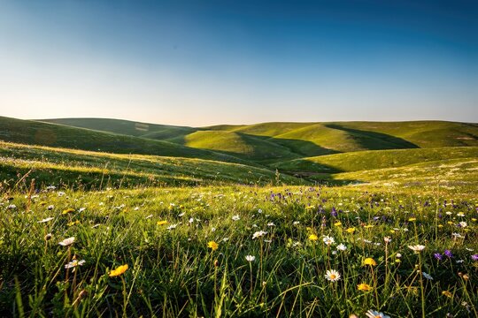Vibrant Wildflower Meadow in Rolling Green Hills, Golden Hour Light Bathing Landscape, Diverse Blossoms in Foreground, Rich Blue Sky, Capturing Tranquility and Natural Beauty