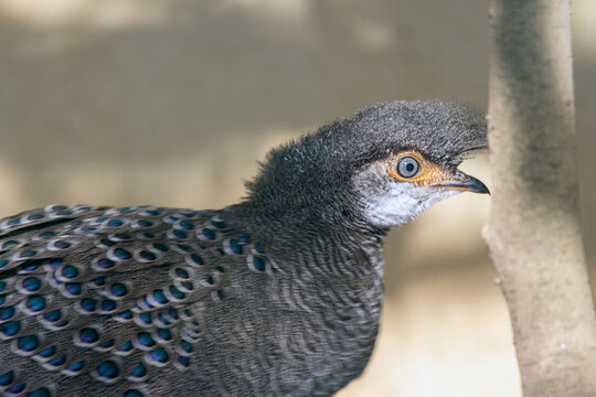 Grey Peacock-Pheasant Portrait, Kaeng Krachan