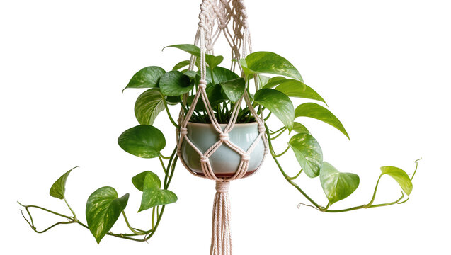 Green pothos plant in a light blue ceramic pot suspended by a macrame hanger, isolated on transparent background