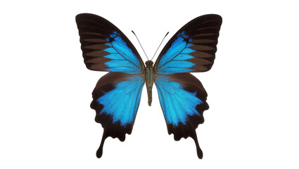 Vibrant blue and brown butterfly with detailed wings, isolated on transparent background © Iura