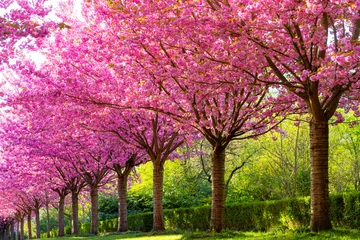 Fototapeten Pink Alleyway of blooming colorful japanese cherry trees (Prunus serrulata 'Kanzan') in Rombergpark garden in Dortmund on a sunny April morning. Panorama with vibrant pink flowering trees in perfect rows.  © ON-Photography