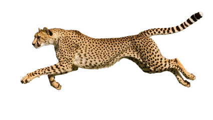 Cheetah running fast with spotted fur and long tail © Friedrich