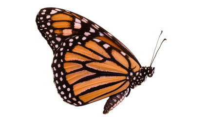 Monarch butterfly with orange and black wings and white spots © Friedrich