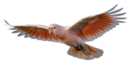 Salmon-crested cockatoo in flight with wings spread © Friedrich