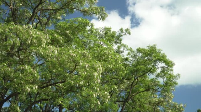 The expansive canopy of a black locust tree filled with white blossoms against a blue sky with drifting white clouds. A low-angle static view. Perfect for nature backgrounds and seasonal landscapes. 