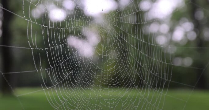 White spider web with dew drops, wet spider web stretched in the forest against a background of blurred green grass and trees in the morning
