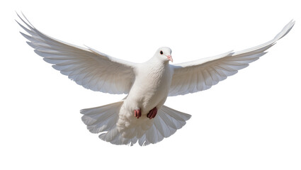 Obraz premium White dove with spread wings flying, isolated on transparent background