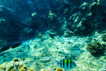 Colonies of the corals and tropical fishes at coral reef in Red sea © ihorbondarenko