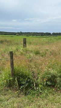 The summer fields of Burry Port and Pembrey, South Wales, U.K.