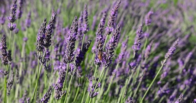 Lavender stems are purple in color, live lavender with narrow leaves and bright tops is located against the background of a green mass in rural areas.