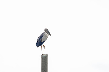 Naklejka premium Asian Openbill Stork Perched on Concrete Pole Against White Sky