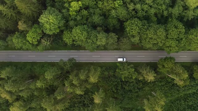 White car moves along a straight asphalt road surrounded by lush green trees in motion video