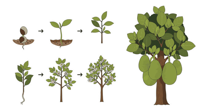 Diagram showing the complete growth cycle of a jackfruit tree from seed germination and seedling to flowering sapling and mature fruit-bearing tree on a white background.