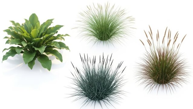 Collection of ornamental grasses and plants
