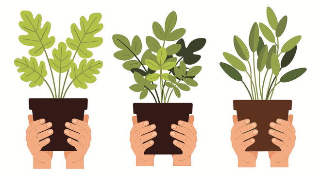 Flat vector illustration set featuring human hands holding three brown ceramic pots with different green houseplants and stylized leaves, isolated against a white background.