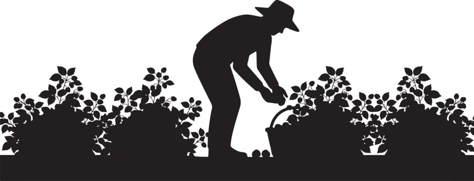 Silhouette of a farmer, harvesting crops in a field