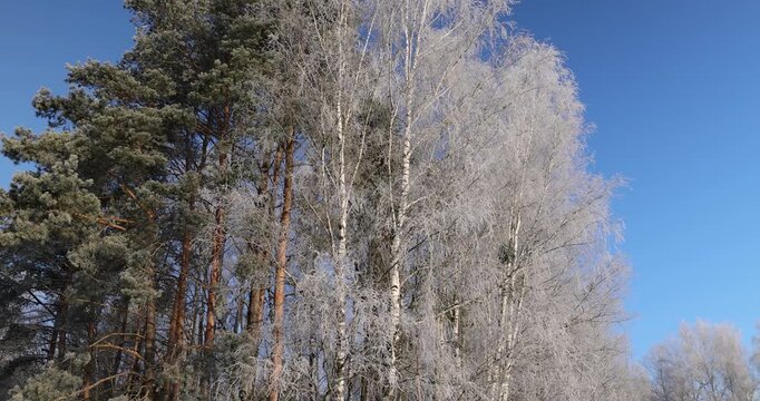 Snow-covered trees with green pines and white birches, trees stand under a bright blue sky on a frosty sunny day in the winter season