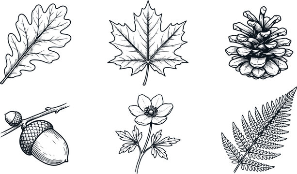 Vintage engraved forest botanical collection featuring oak maple pinecone acorn wildflower and fern