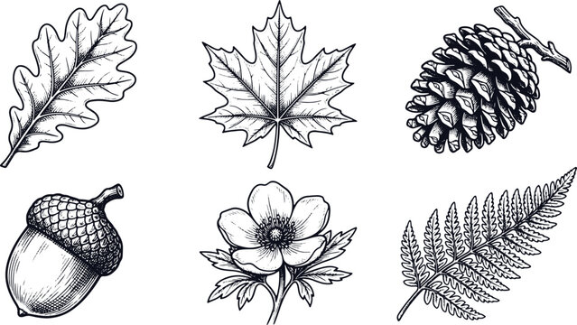 Vintage engraved forest botanical specimens featuring oak maple pinecone acorn flower and fern
