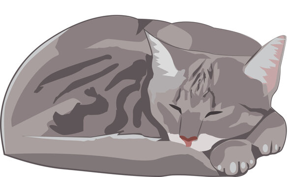 chat gris tigr&eacute; qui dort profond&eacute;ment