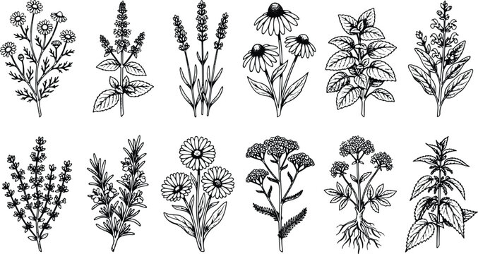 Vintage engraved medicinal herbs collection featuring chamomile lavender echinacea mint thyme and nettle
