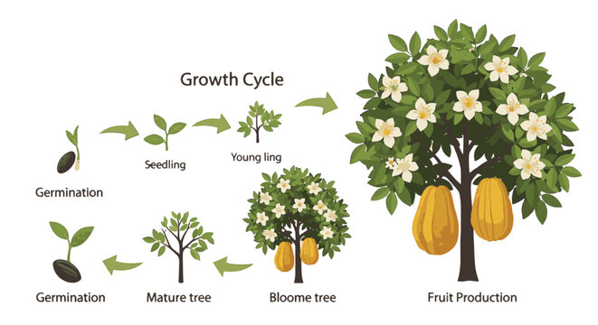 Educational vector illustration showing the growth cycle of an ugli fruit tree from seed germination and seedling to a blooming tree and final fruit production on white background.