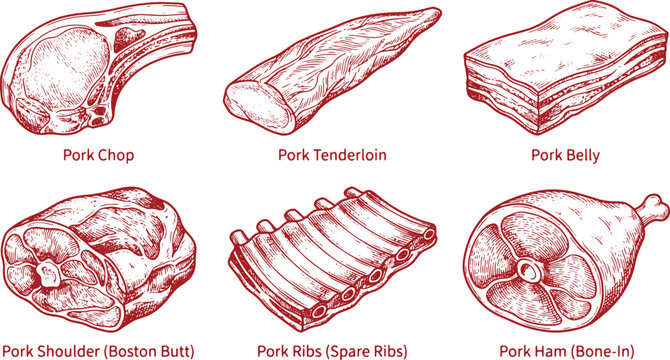 Vintage engraved pork meat cuts set featuring chop tenderloin belly shoulder ribs and ham
