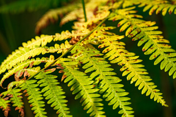 Detailed macro photography of a beautiful fern frond transitioning into warm yellow and green autumn colors. Capturing the intricate botanical pattern and natural texture of leaves. © Buğra Kaan Ersoy
