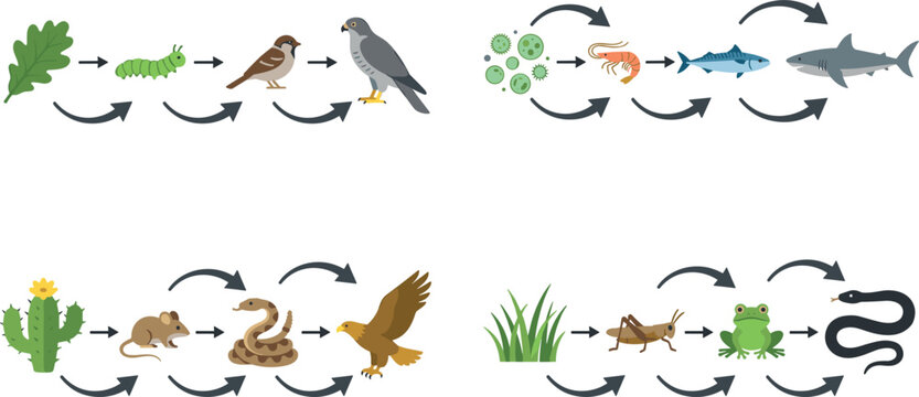 Food Chain Ecosystem Vector Illustration Set Featuring Terrestrial and Marine Habitats with Producers, Herbivores, Carnivores, and Apex Predators for Biology School Education
