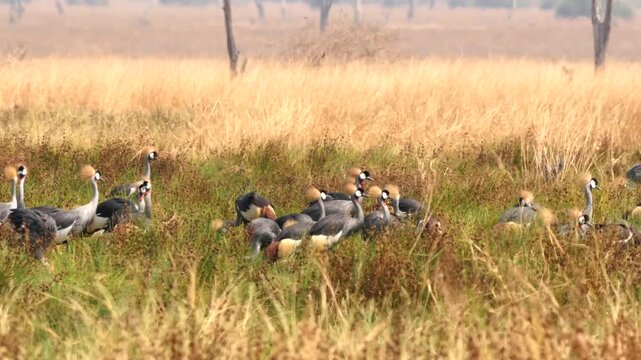 large number of grey crowned crane, Balearica regulorum, gather in Zambia in savannah 149a