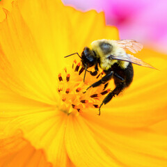 A fuzzy bumblebee rests on the center of a vibrant yellow cosmos flower, actively foraging for nectar and gathering pollen to help support the ecosystem through the process of pollination. © Zach
