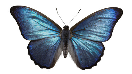 Iridescent blue butterfly with detailed wings, isolated on transparent background © Maria