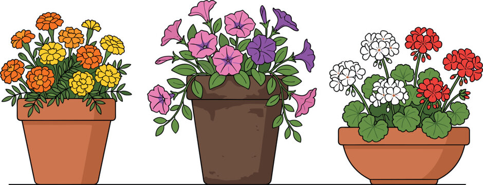Potted Garden Flowers Vector Illustration Set Featuring Blooming Yellow Marigolds Pink Petunias and Red Geraniums in Clay Pots for Spring Gardening Designs