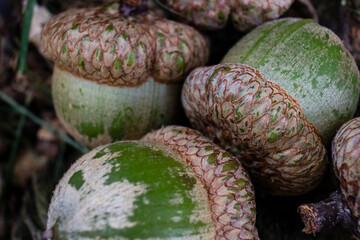 A detailed close-up shot showing several green, unripe acorns with textured, scaly caps scattered on the ground © Zach