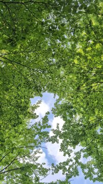 Vertical view looking up at green tree canopy with leaves moving in the wind against a blue sky
