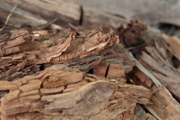 Fototapeta premium Close-up of rotten decaying wood texture