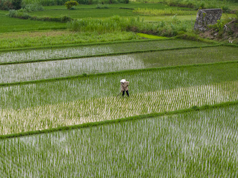 Aerial view of a farmer performing the matun process of clearing weeds in a lush green rice paddy field in Piyungan, Special Region of Yogyakarta, Indonesia.