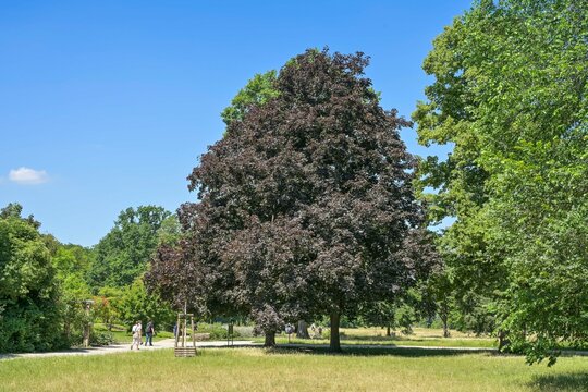 Roter Ahorn, Blutahorn, Treptower Park, Treptow, Berlin, Deutschland