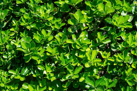 Vibrant green hedge texture background, close-up of dense euonymus japonicus leaves under bright sunlight.