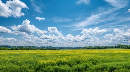 Fototapeta premium Yellow flowering rapeseed field under blue sky with clouds. Scenic rural landscape with vast meadow and forest background. Agriculture, nature and farming industry concept for environment.
