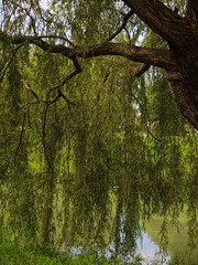 Willow tree growing beside a pond in a park © Cat_Kiti_cat