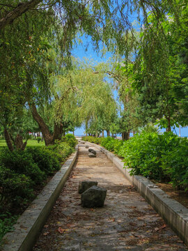 reen tree-lined park alley on a sunny day