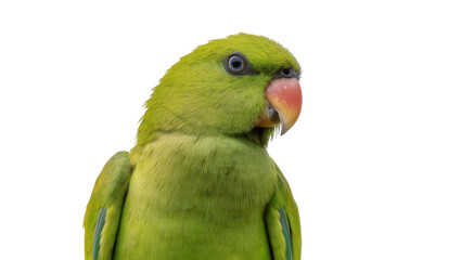 Naklejka premium Green parrot with pink beak and blue eye, isolated on transparent background