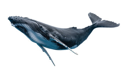 Majestic humpback whale swimming gracefully, isolated on transparent background © Maria