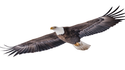 Fototapeta premium Majestic bald eagle with outstretched wings soaring in flight, isolated on transparent background