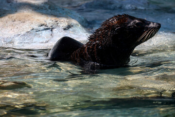 Naklejka premium Wet Sea Lion Emerging from Water with Rocky Background in Dramatic Lighting